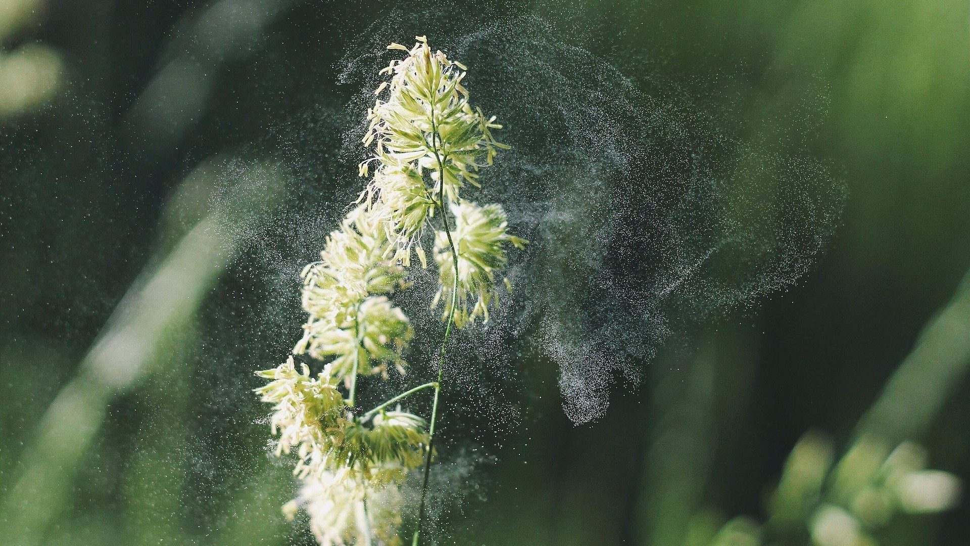 plant-692141_1920